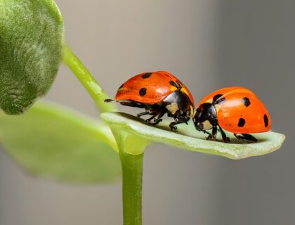 Regole per una coppia duratura