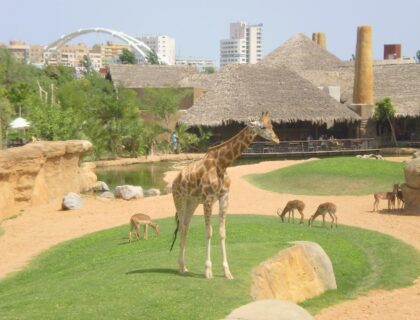 Bioparco di Valencia