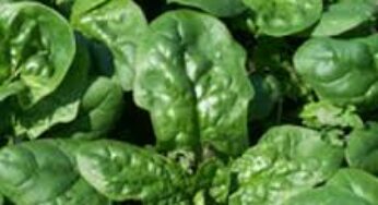 Vellutata di Spinaci
