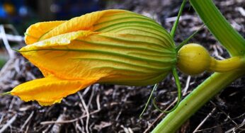 Fiori di zucca al forno ripieni di patate.