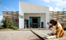 Gite sorprendenti-Foof, Museo del Cane- Ingresso