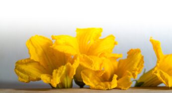 Ricette facili con i fiori di zucca.
